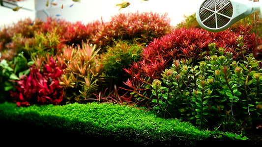 Designing the Perfect Aquascape - Tips & Tricks