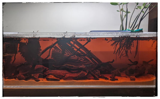 Exploring the Unique Ecosystem of a Black Water Biotope Tank