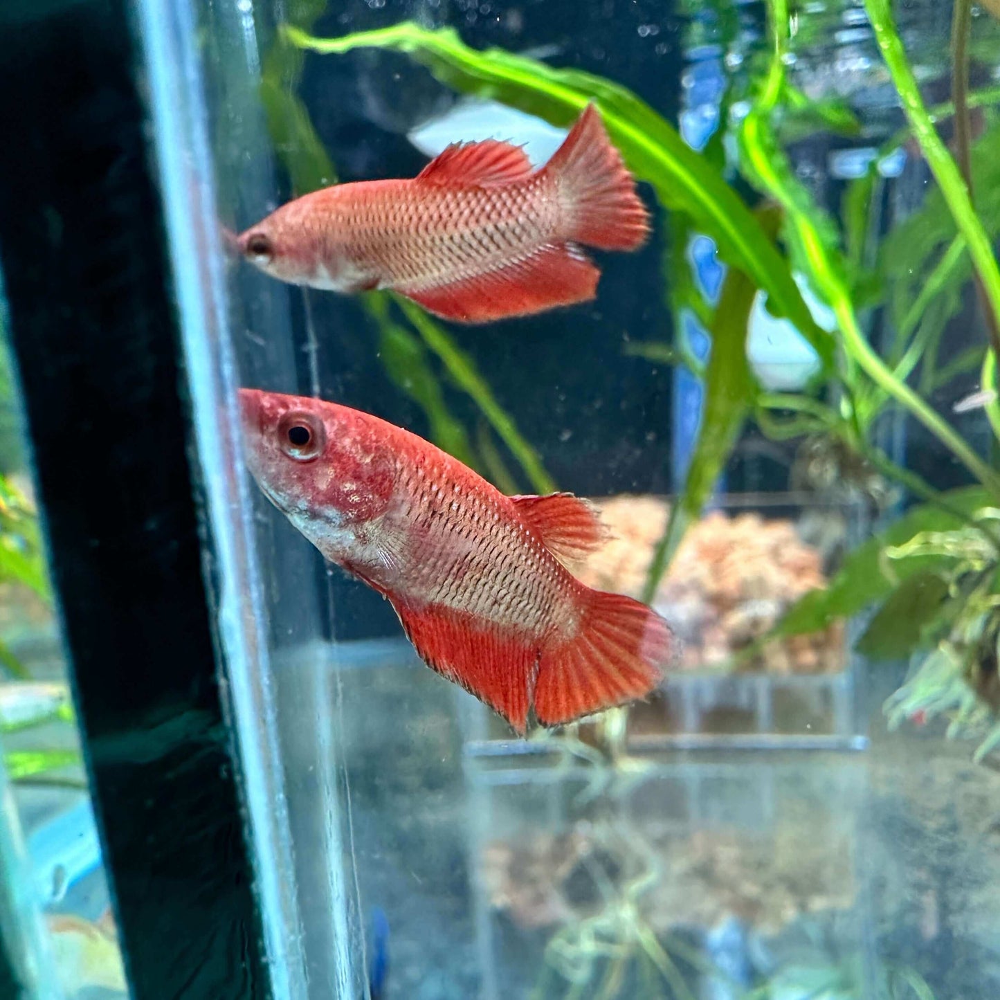 Betta Splendens Female Sousleau Aquarium