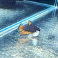Betta Splendens Dumbo Premium Sousleau Aquarium