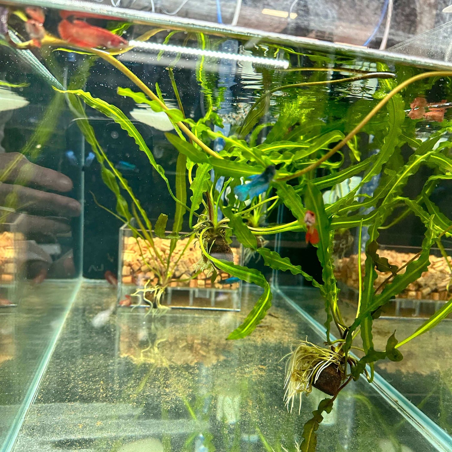 Betta Splendens Female Sousleau Aquarium