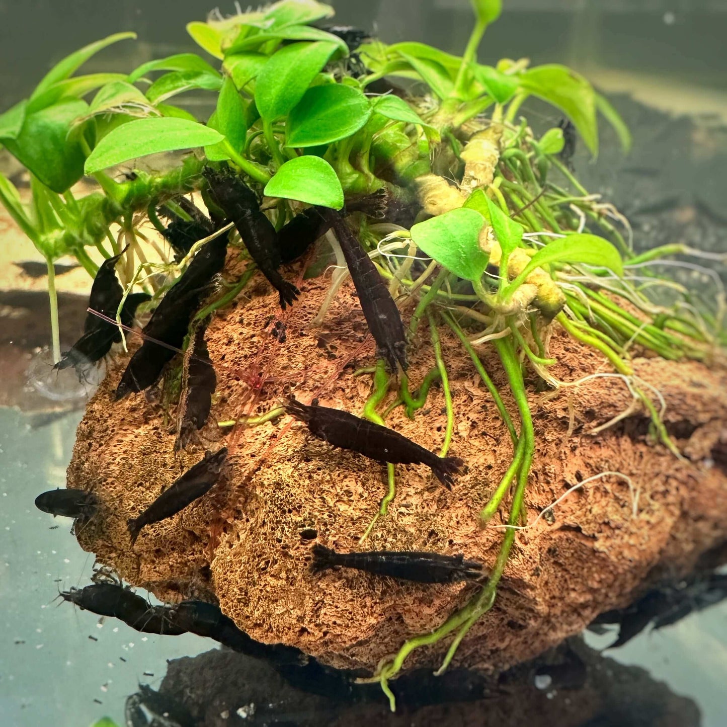 Black Sakura Shrimp Sousleau Aquarium