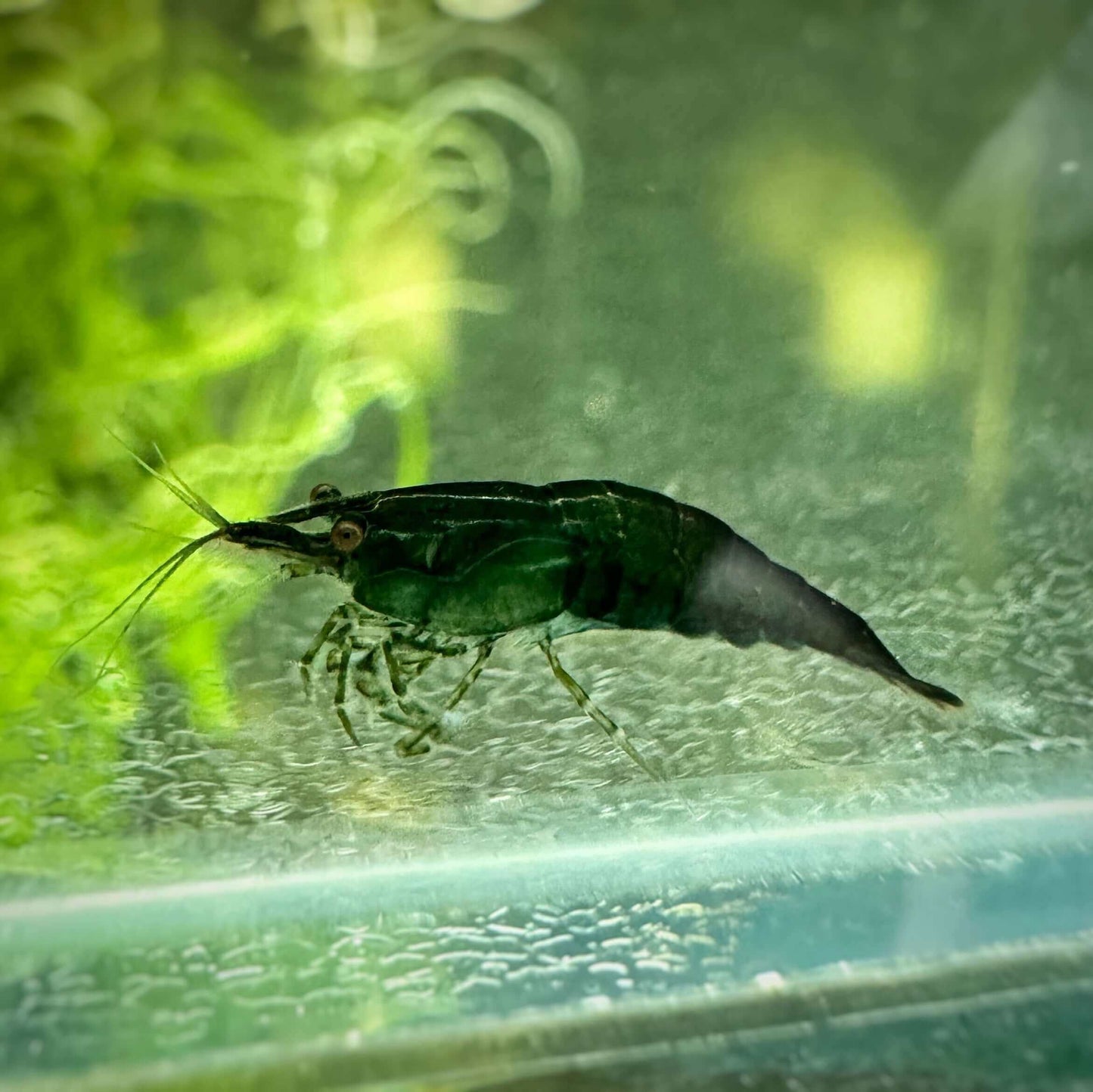 Green Mixed Shrimp Sousleau Aquarium