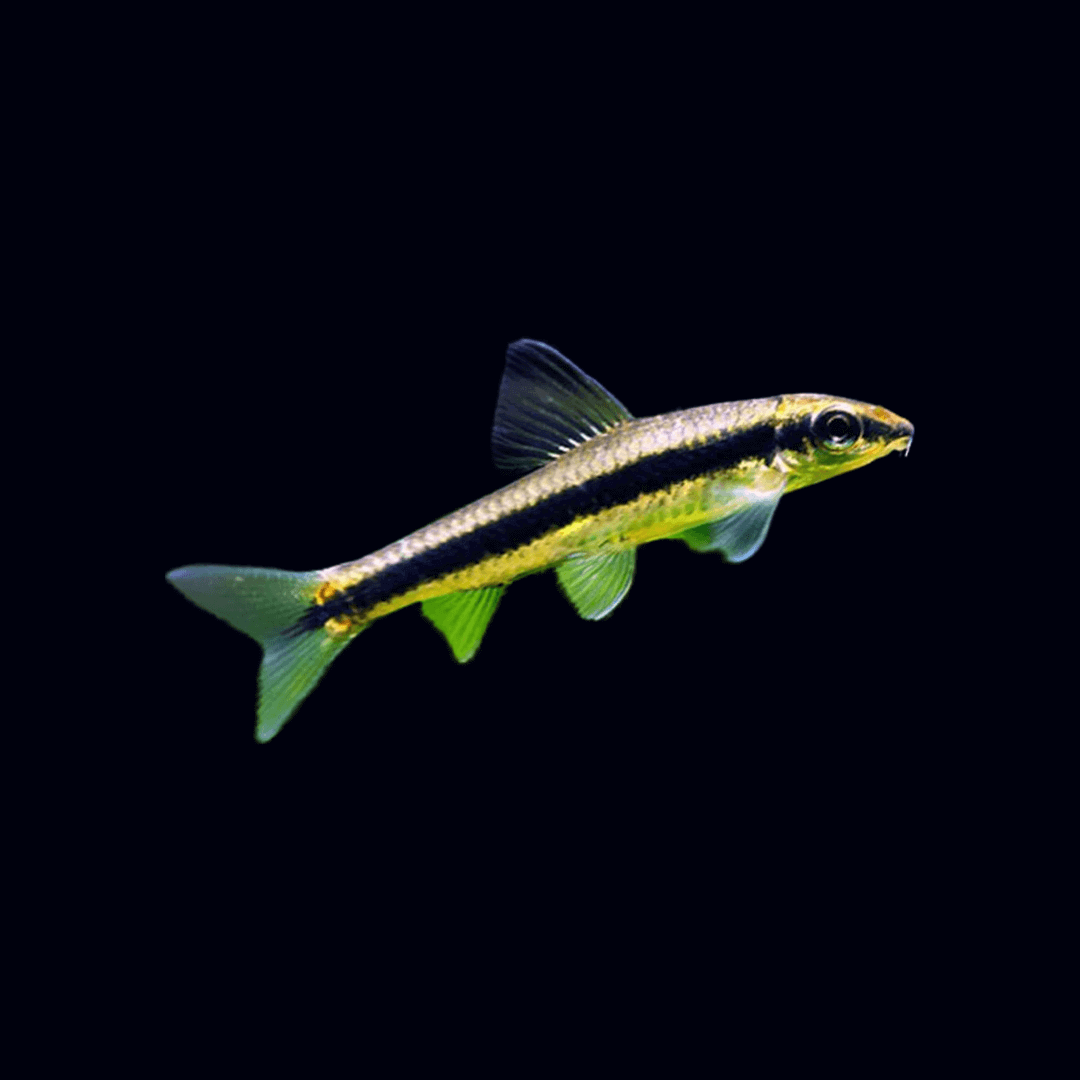 Japanese algae online eater fish