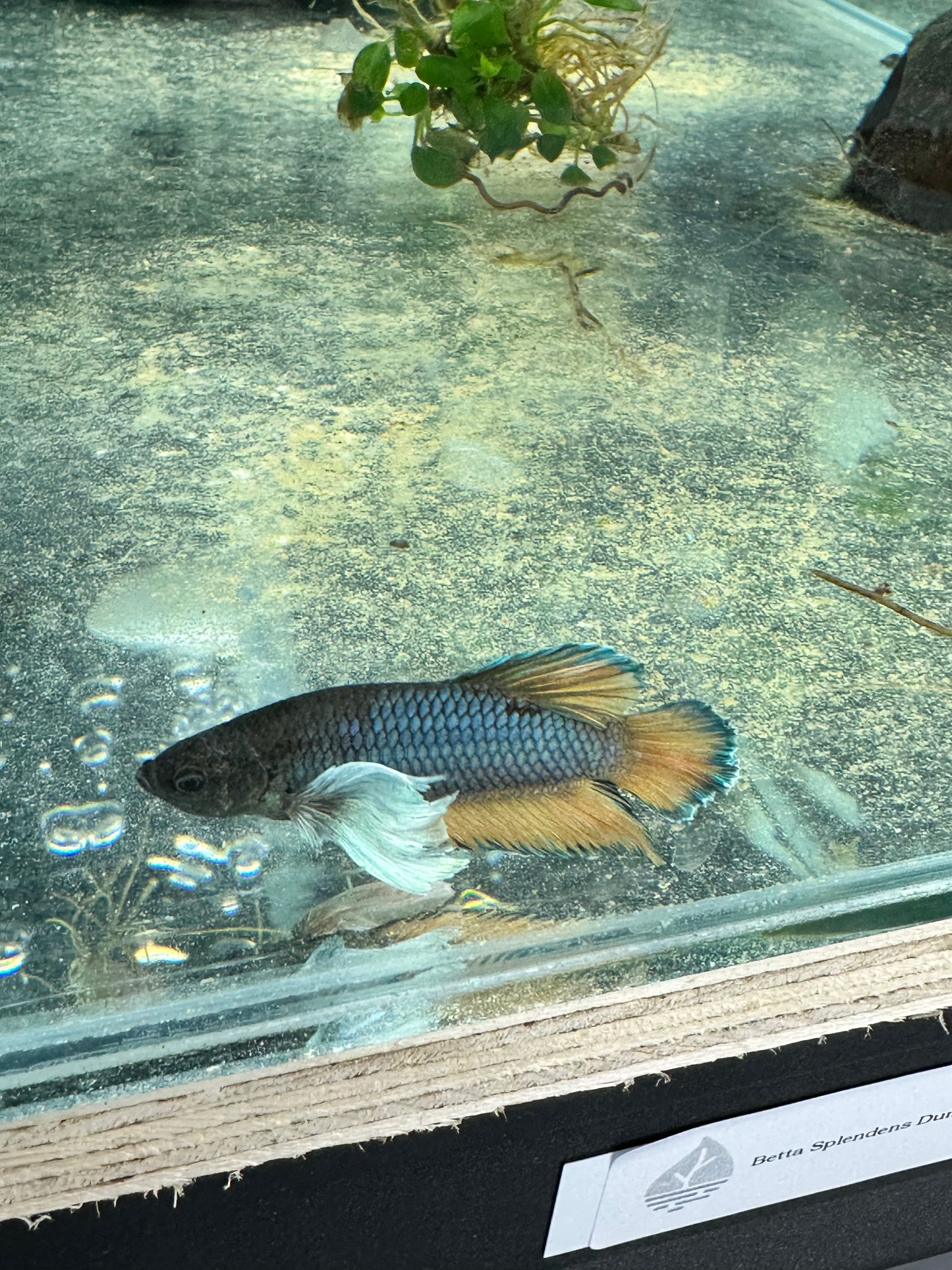Betta Splendens Dumbo Premium Sousleau Aquarium