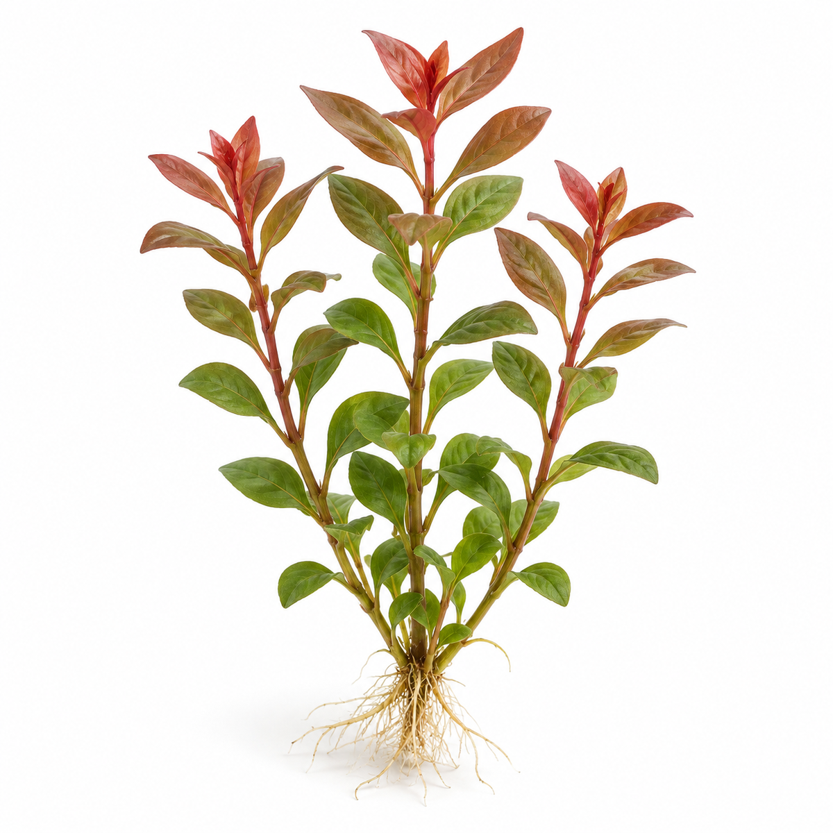 Illustration d’un aquarium planté.
