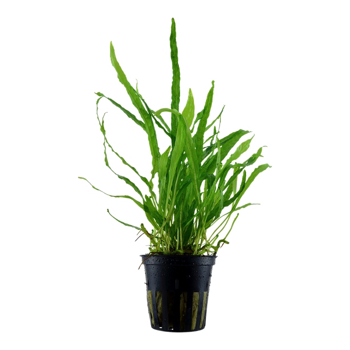 Microsorum pteropus 'Narrow' — Tropica 008A