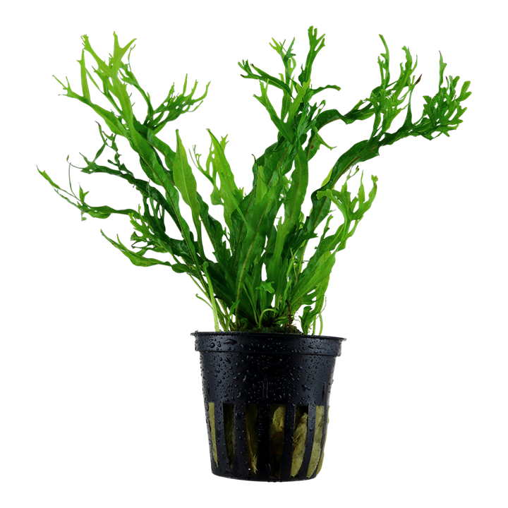 Microsorum pteropus 'Windeløv' — Tropica 008B