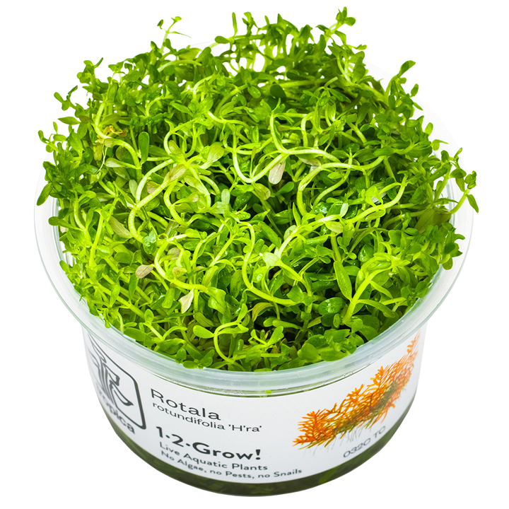 Rotala rotundifolia 'H'ra' — Tropica 032C TC