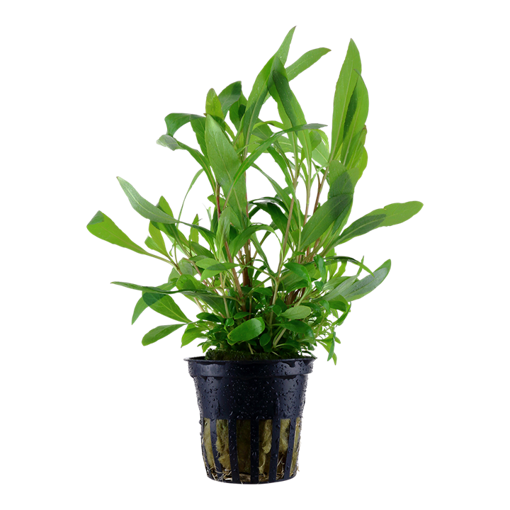 Hygrophila corymbosa 'Siamensis 53B' — Tropica 053B