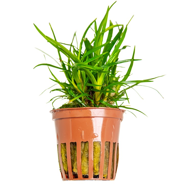 Eriocaulon sp. 'Vietnam' — Tropica 091A