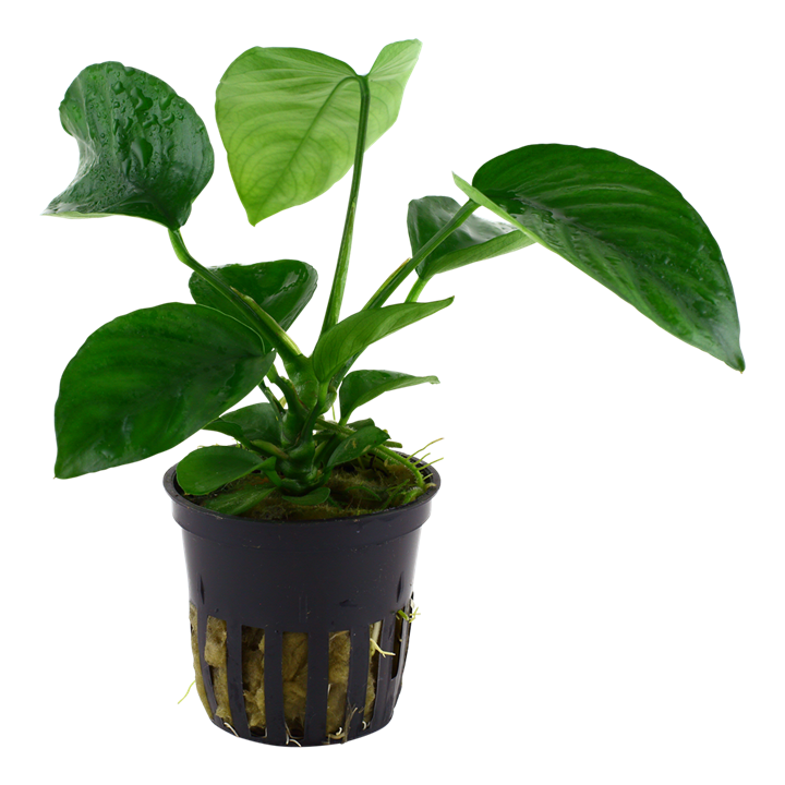 Anubias barteri caladiifolia — Tropica 101U