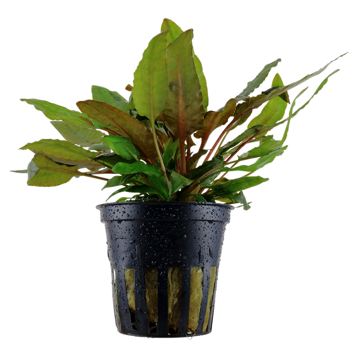Cryptocoryne wendtii 'Tropica' — Tropica 109E