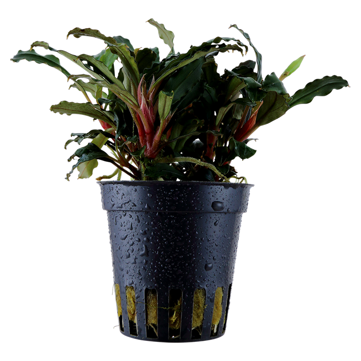 Bucephalandra sp. 'Red' — Tropica 139A