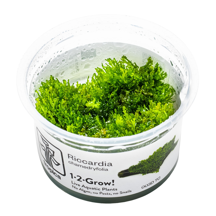 Riccardia chamedryfolia — Tropica 1-2-Grow! in vitro