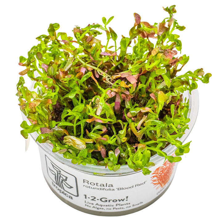 Rotala rotundifolia 'Blood Red' — Tropica 1-2-Grow! in vitro