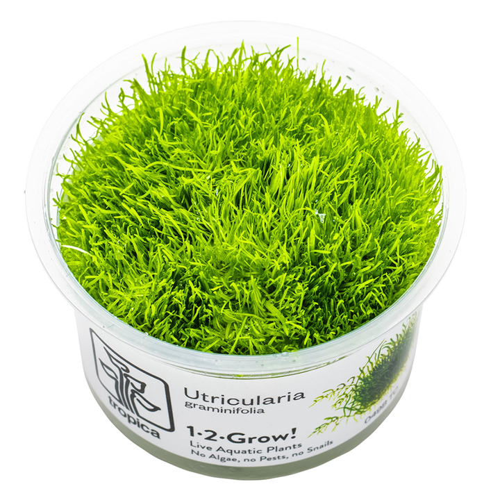 Utricularia graminifolia — Tropica 1-2-Grow! in vitro