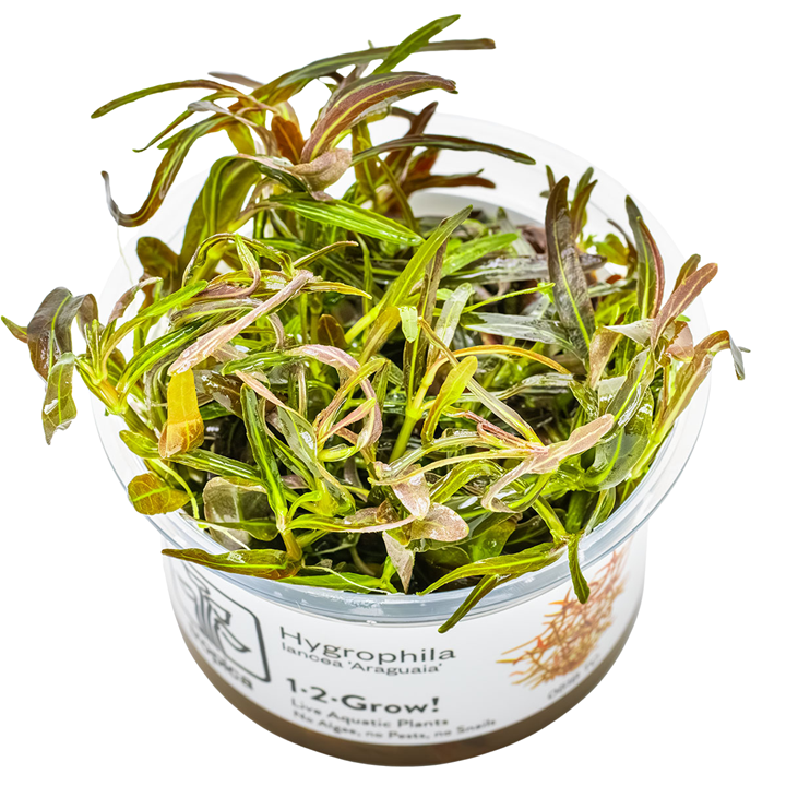Hygrophila lancea 'Araguaia' — Tropica 1-2-Grow! in vitro