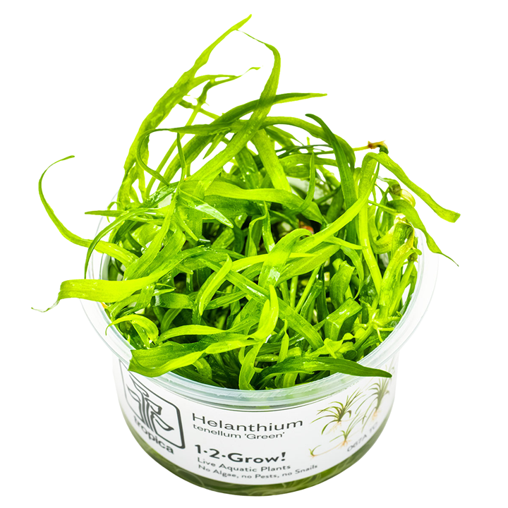 Helanthium tenellum 'Green' — Tropica 1-2-Grow! in vitro