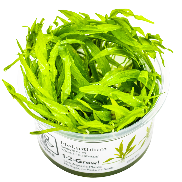 Helanthium bolivianum 'Quadricostatus' — Tropica 1-2-Grow! in vitro