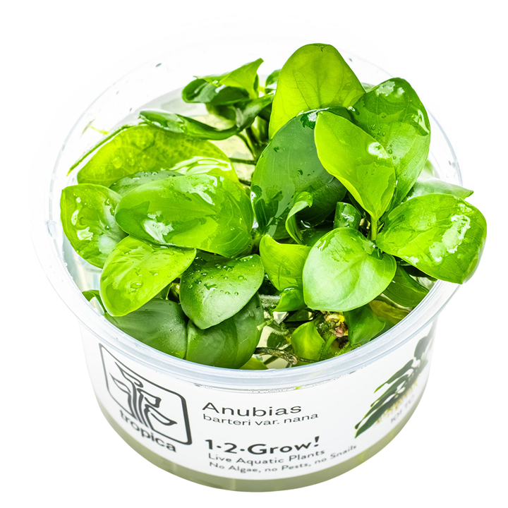 Anubias barteri nana — Tropica 1-2-Grow! in vitro
