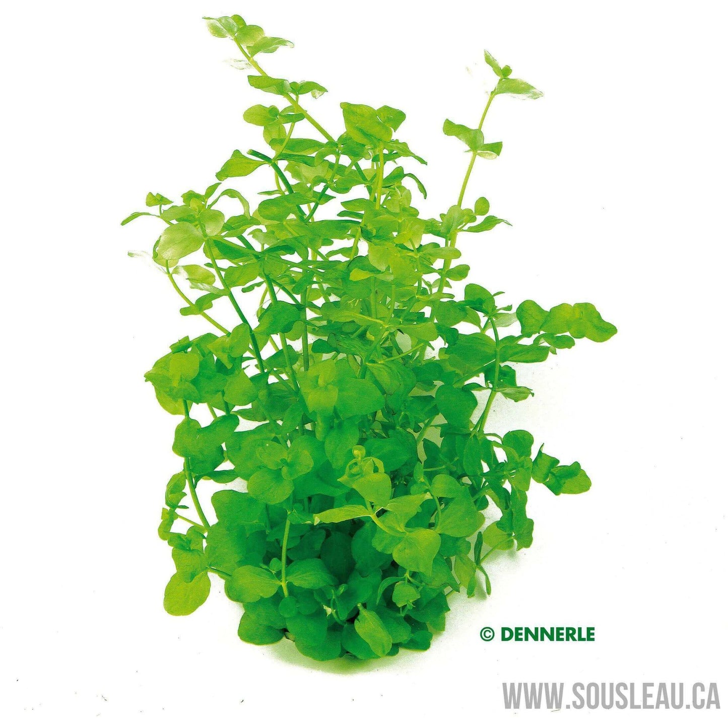 Bacopa australis Dennerle Plants