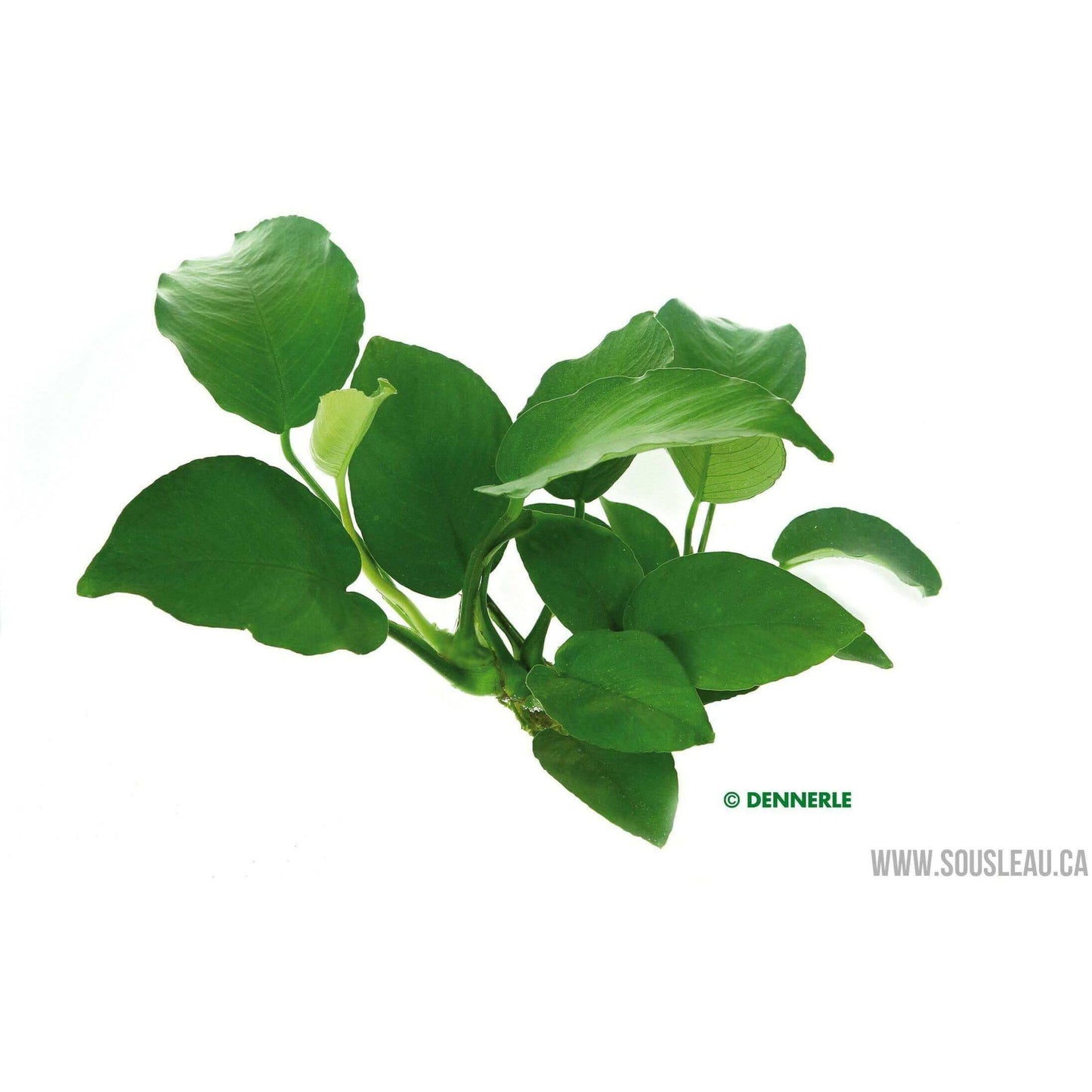 Anubias barteri Dennerle Plants