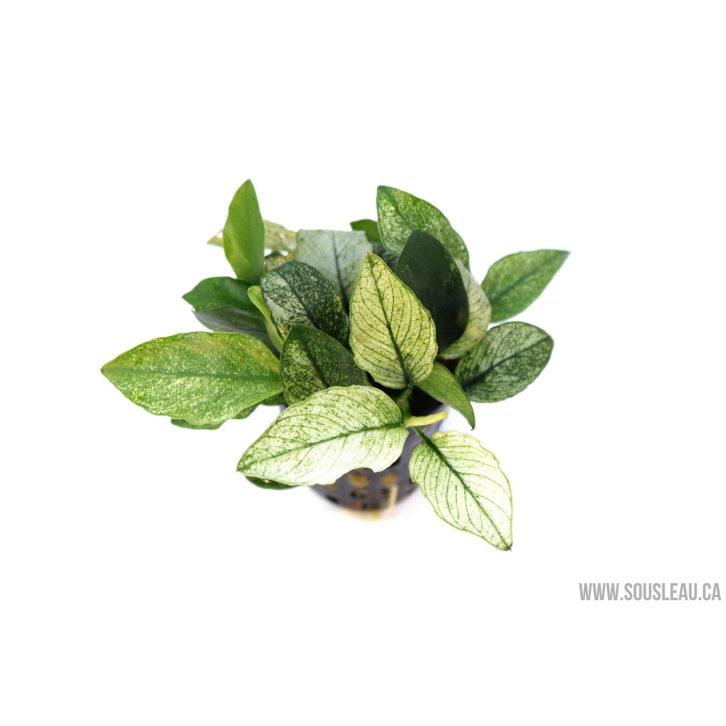 Anubias nana 'Pinto' Dennerle Plants