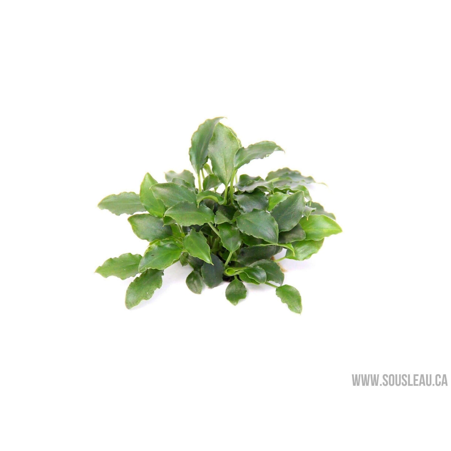 Schismatoglottis prietoi Dennerle Plants