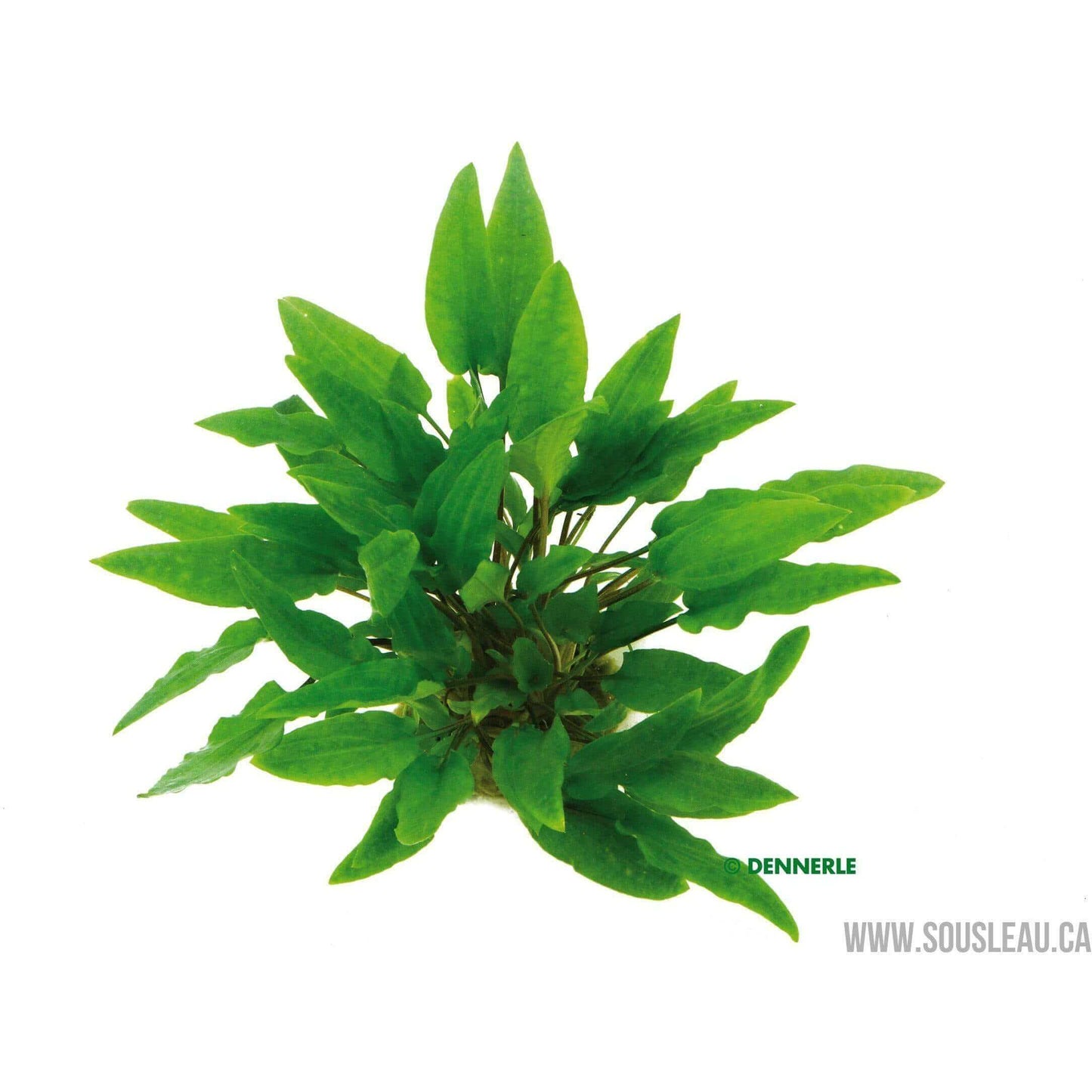 Cryptocoryne wendtii 'Green' Dennerle Plants