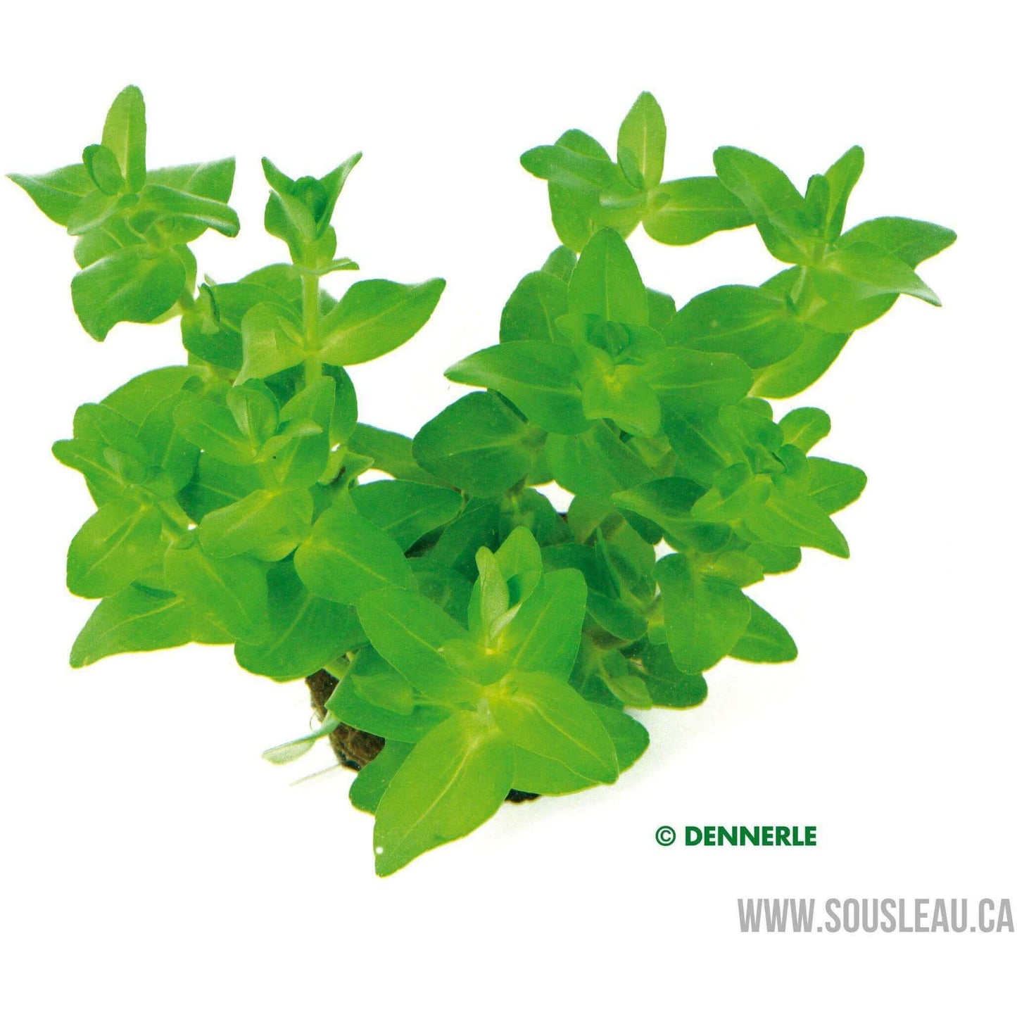 Bacopa caroliniana Dennerle Plants