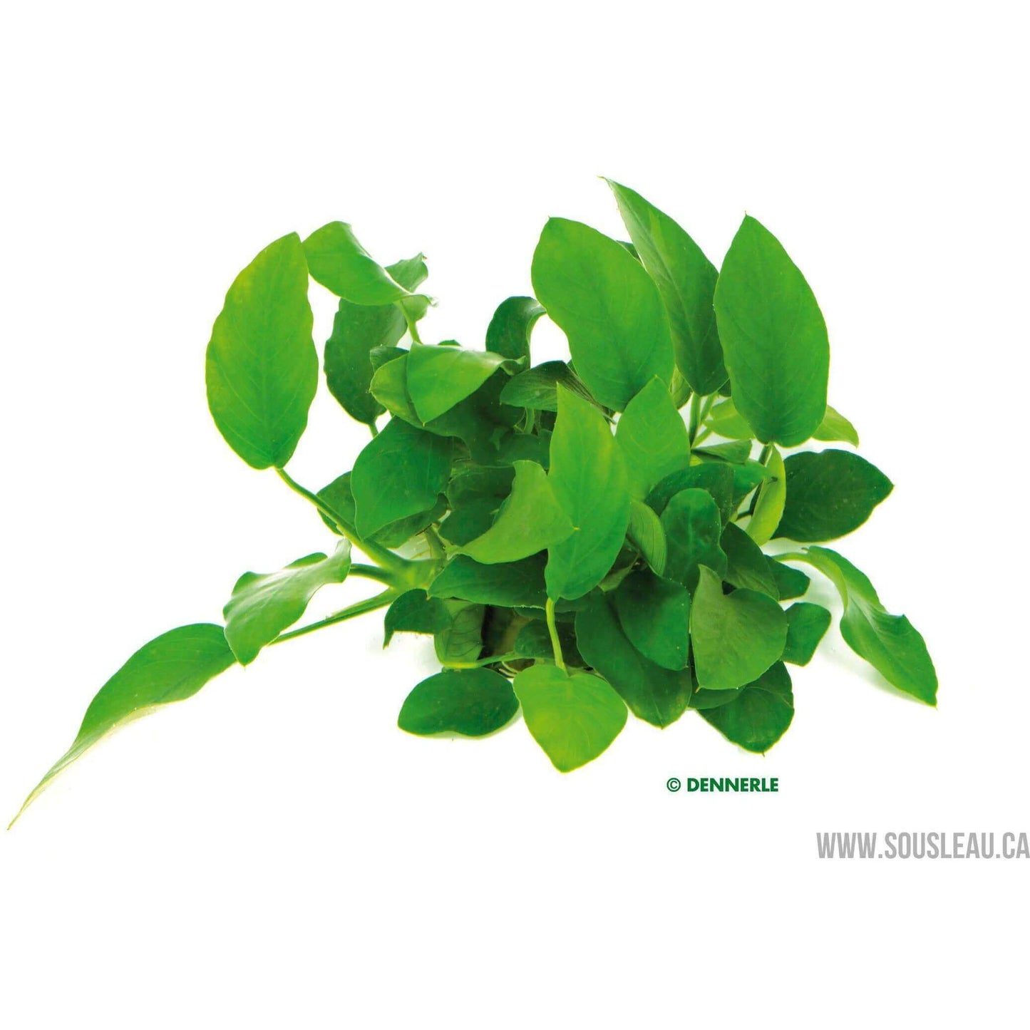 Anubias barteri var. nana Dennerle Plants