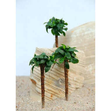 ANUBIAS NANA 'BONSAI' ON PALM Dennerle Plants