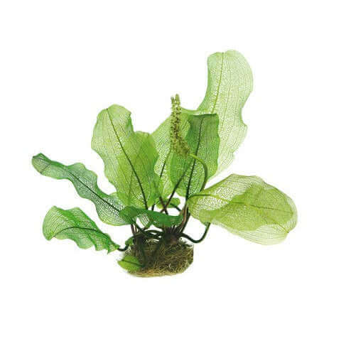 APONOGETON MADAGASCARIENSIS **BULB ONLY** Dennerle Plants