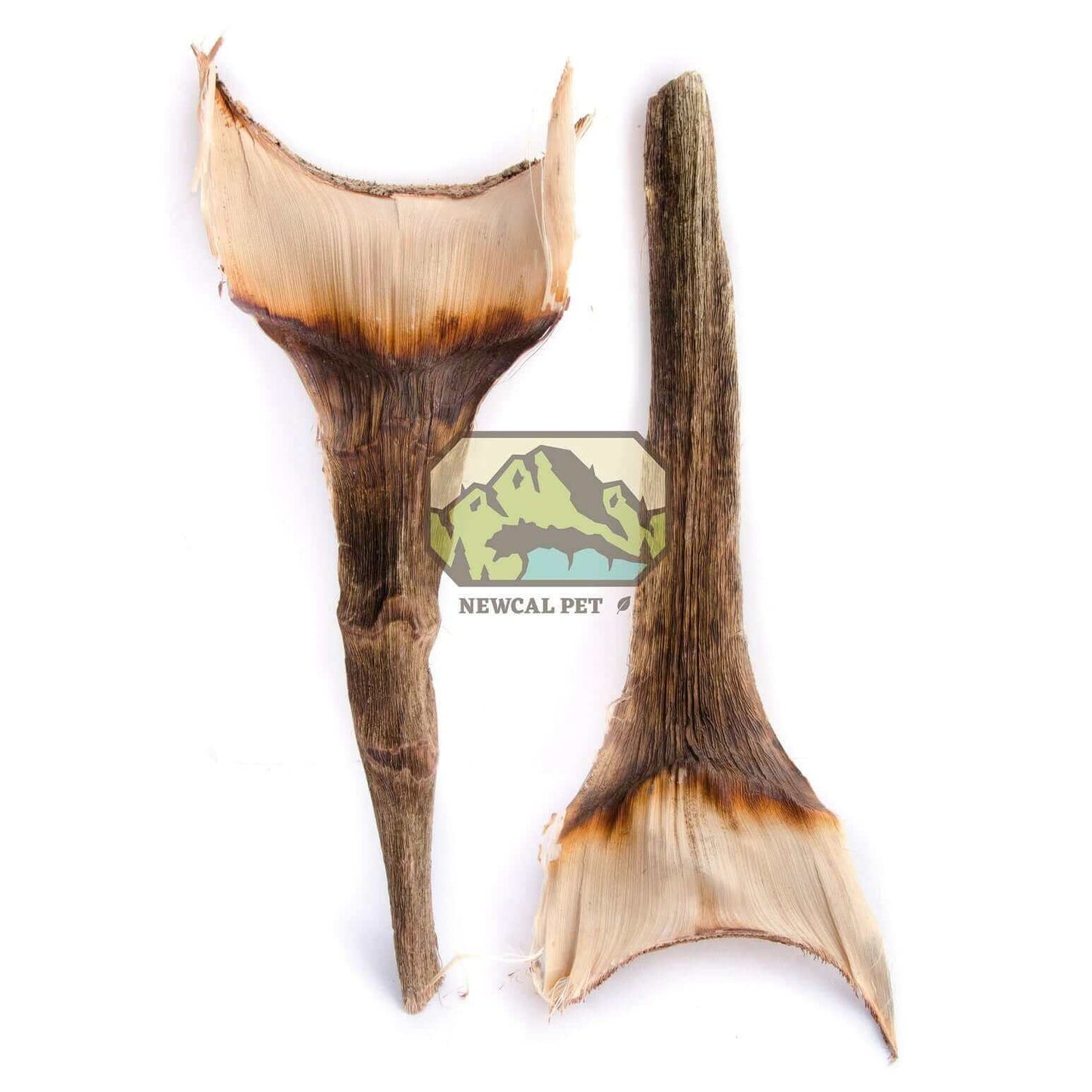 Agave Leaf - 2 Pack Newcal