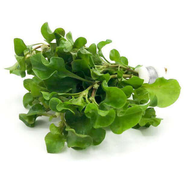 Alternanthera Bettzickiana Variegatus Sousleau Aquarium