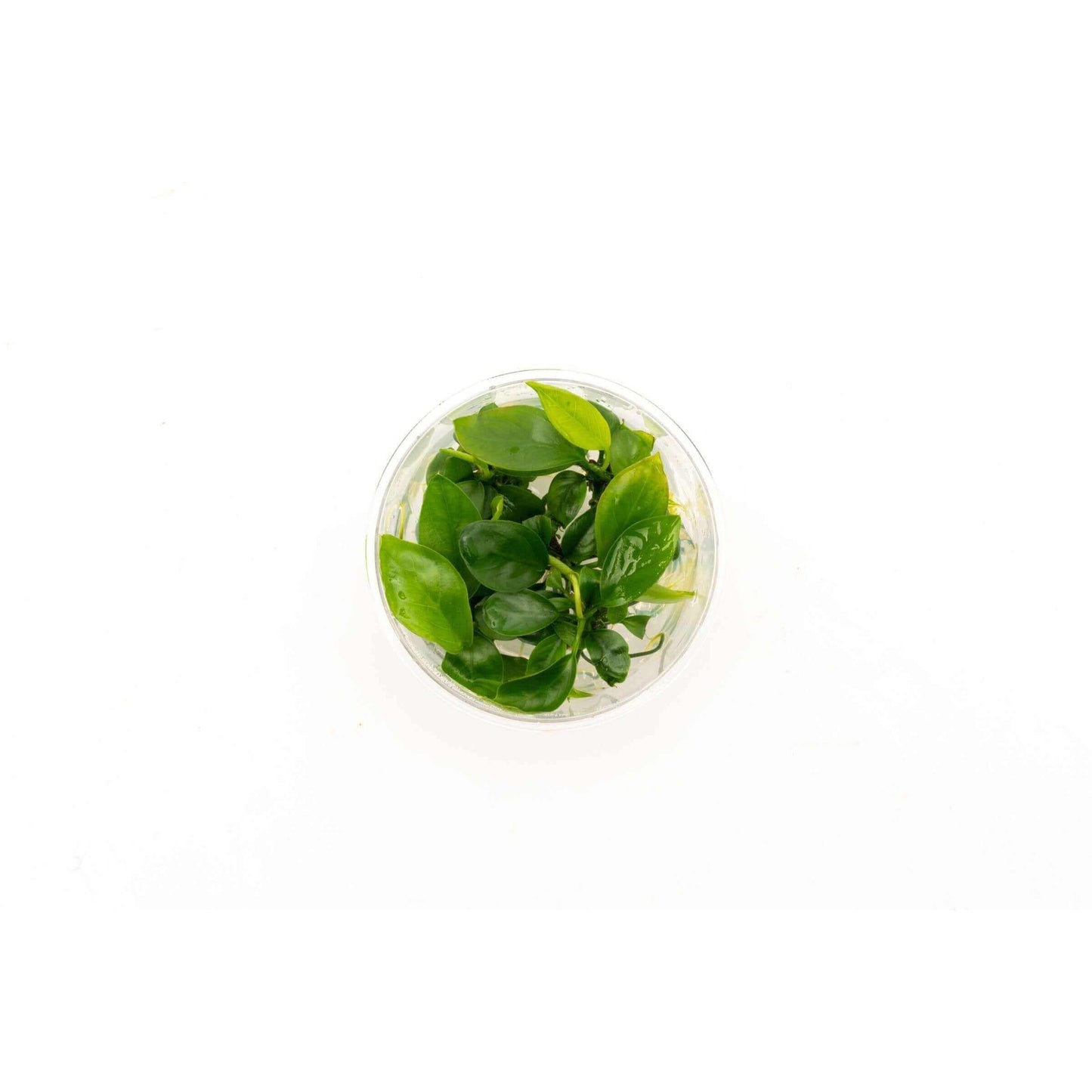Anubias barteri gabon - Sousleau