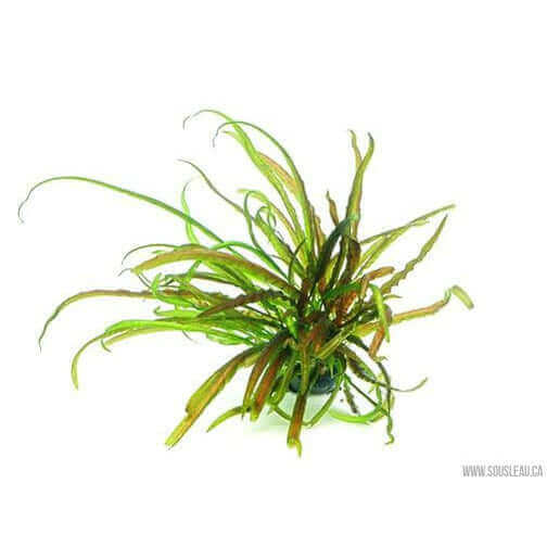 CRYPTOCORYNE CRISPATULA Dennerle Plants