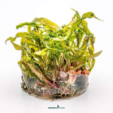 CRYPTOCORYNE CRISPATULA Dennerle Plants