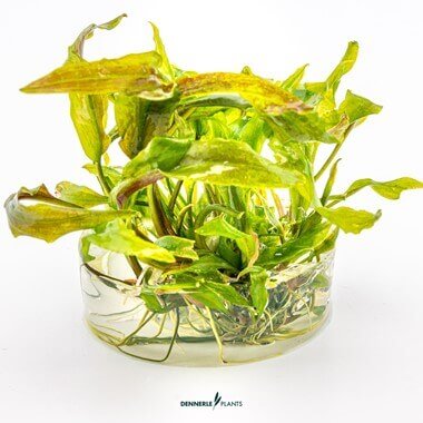 CRYPTOCORYNE USTERIANA Dennerle Plants