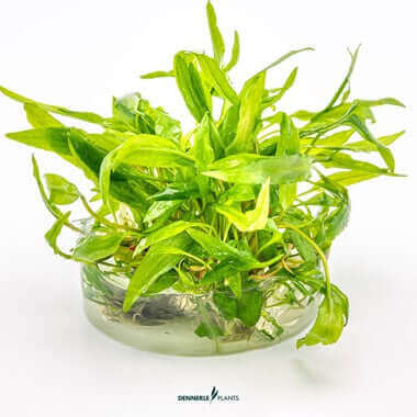 CRYPTOCORYNE WENDTII ´BROAD LEAF´ IN-VITRO Dennerle Plants