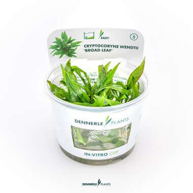 CRYPTOCORYNE WENDTII ´BROAD LEAF´ IN-VITRO Dennerle Plants
