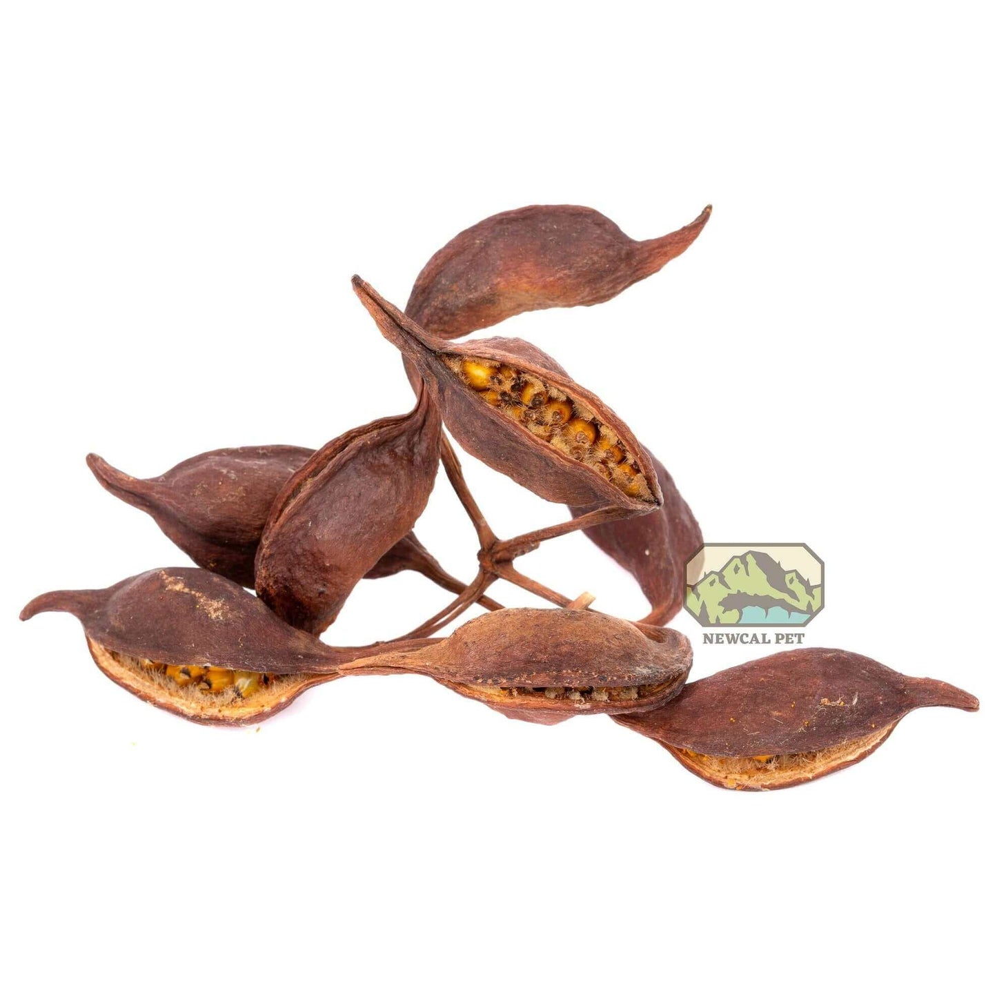 Brachy Pods 2 - 3" 1 oz Newcal