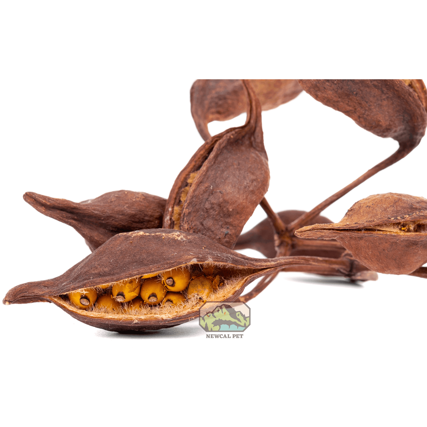 Brachy Pods 2 - 3" 1 oz Newcal