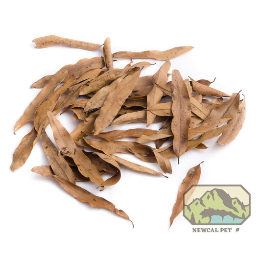 Willow Oak Leaf Litter Newcal