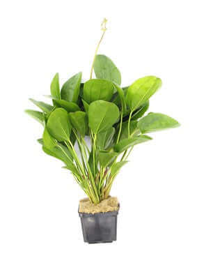 ECHINODORUS DSCHUNGELSTAR NO. 2 'SMALL BEAR' XXL Dennerle Plants