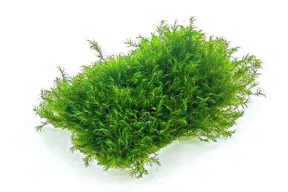 FISSIDENS FONTANUS
