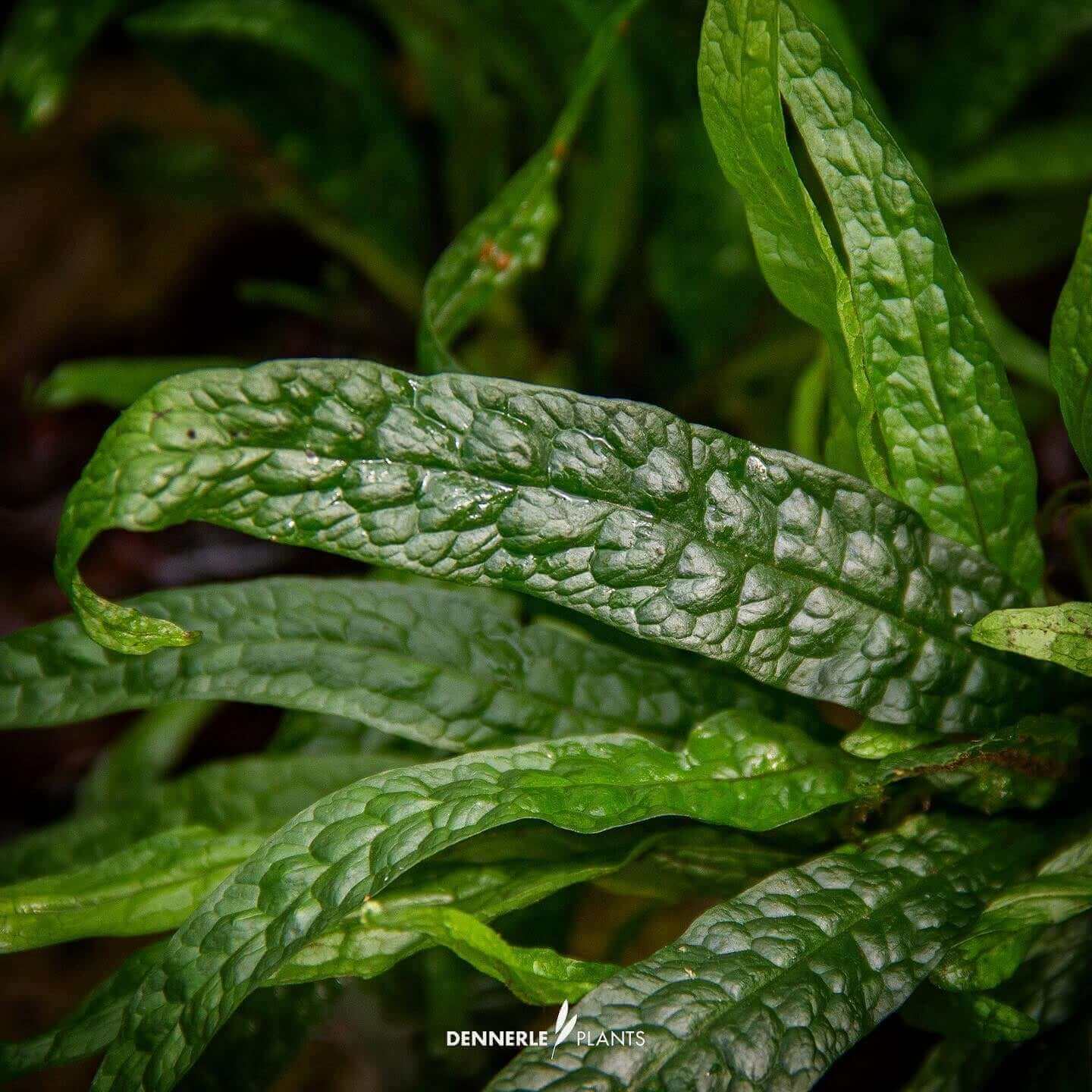 MICROSORUM PTEROPUS 'GREEN GNOME' LABEL NR.12 - Sousleau