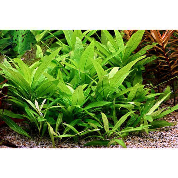 HYGROPHILA CORYMBOSA 'STRICTA' Dennerle Plants
