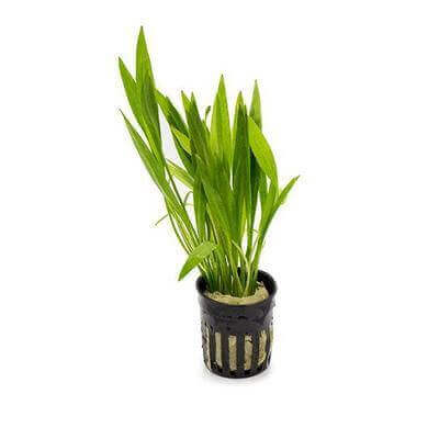 Helanthium Xingu Sousleau Aquarium Sousleau Aquarium